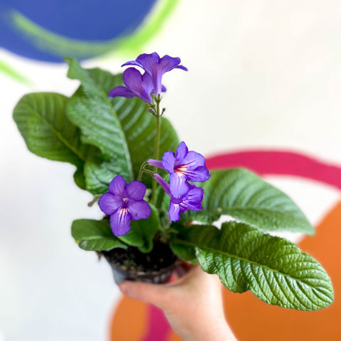 African Violet - Streptocarpus 'Tanya' - Welsh Grown - Sprouts of Bristol