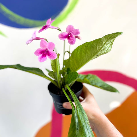 African Violet - Streptocarpus 'Tina' - Welsh Grown - Sprouts of Bristol