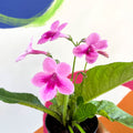 African Violet - Streptocarpus 'Tina' - Welsh Grown - Sprouts of Bristol