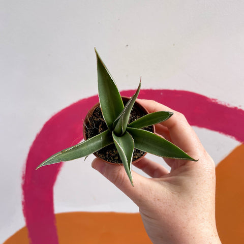 Agave filifera - Sprouts of Bristol
