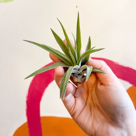 Air Plant - Tillandsia aeranthos - Sprouts of Bristol