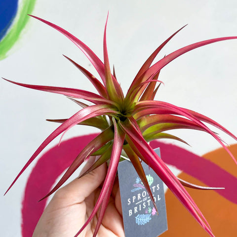 Air Plant - Tillandsia capitata - Sprouts of Bristol