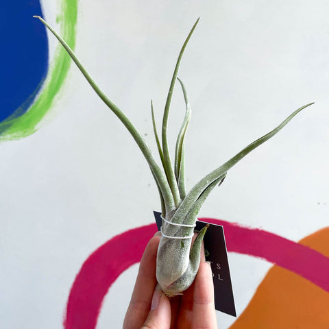Air Plant - Tillandsia caput medusae - Sprouts of Bristol