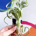 Air Plant - Tillandsia 'Curly Slim' - Sprouts of Bristol