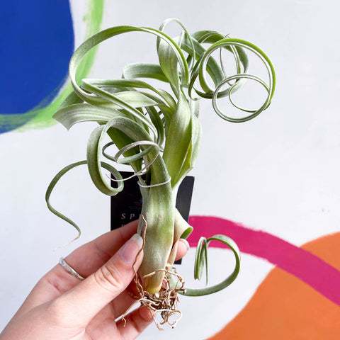 Air Plant - Tillandsia 'Curly Slim' - Sprouts of Bristol