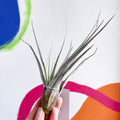 Air Plant - Tillandsia fasciculata - Sprouts of Bristol