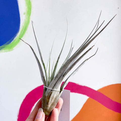 Air Plant - Tillandsia fasciculata - Sprouts of Bristol