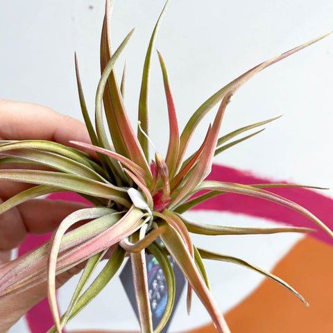 Air Plant - Tillandsia harrisii - Sprouts of Bristol