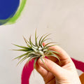 Air Plant - Tillandsia ionantha green - Sprouts of Bristol