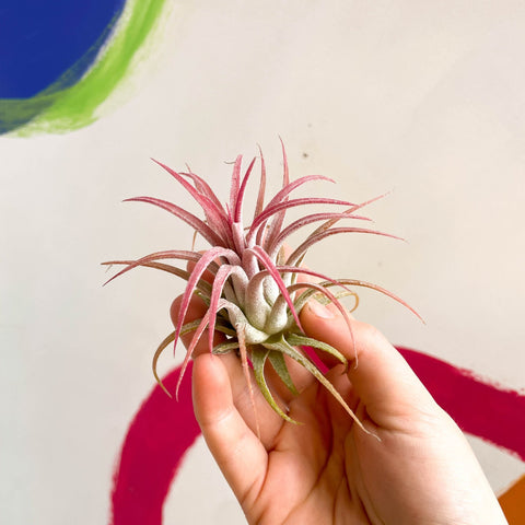 Air Plant - Tillandsia ionantha red - Sprouts of Bristol