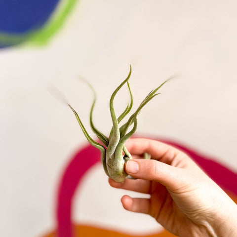 Air Plant - Tillandsia medusa - Sprouts of Bristol