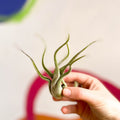 Air Plant - Tillandsia medusa - Sprouts of Bristol
