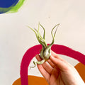 Air Plant - Tillandsia medusa - Sprouts of Bristol