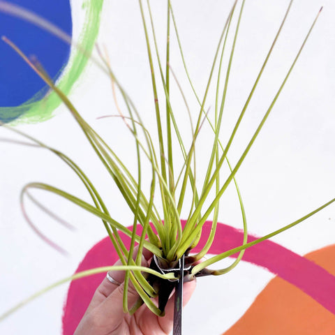 Air Plant - Tillandsia melanocrater - Sprouts of Bristol