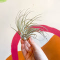 Air Plant - Tillandsia oaxacana - Sprouts of Bristol