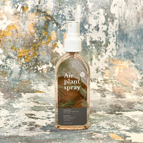 Air Plant / Tillandsia Spray - Sprouts of Bristol