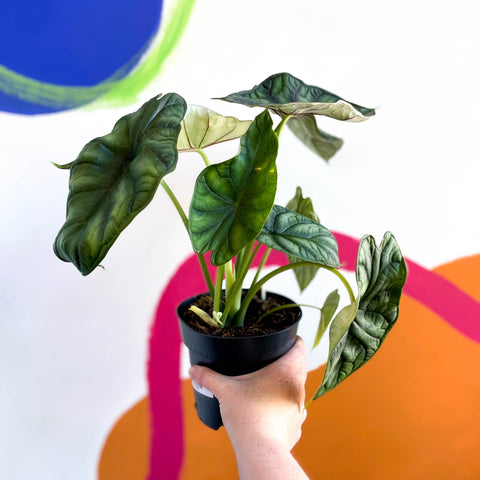 Alocasia baginda 'Dragon Scale' - Sprouts of Bristol