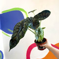 Alocasia baginda 'Dragon Scale' - British Grown - Sprouts of Bristol