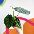 Alocasia baginda 'Silver Nebula' - Sprouts of Bristol
