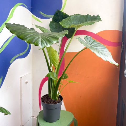 Alocasia gageana 'California' - Sprouts of Bristol