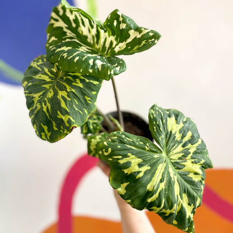 Alocasia ‘Hilo Beauty’ - Caladium praetermissum - Sprouts of Bristol