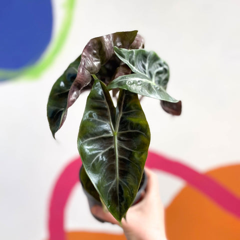 Alocasia 'Pink Dragon' - Sprouts of Bristol