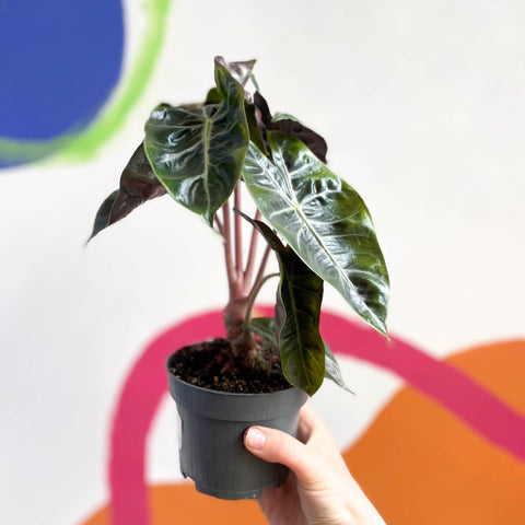 Alocasia 'Pink Dragon' - Sprouts of Bristol