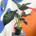 Alocasia 'Regal Shield' - Sprouts of Bristol