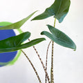 Alocasia zebrina - Sprouts of Bristol