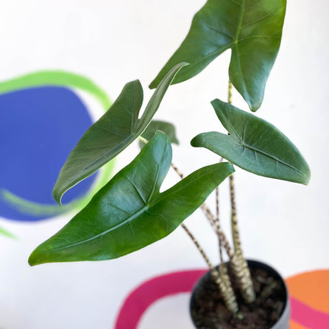 Alocasia zebrina - Sprouts of Bristol