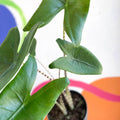 Alocasia zebrina - Sprouts of Bristol