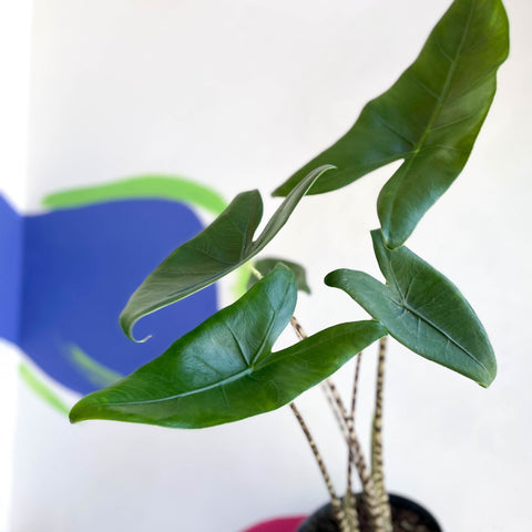 Alocasia zebrina - Sprouts of Bristol
