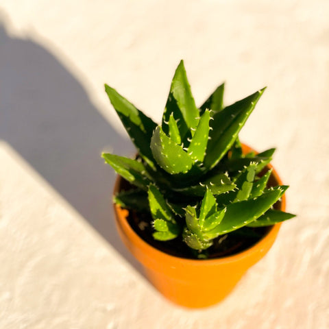 Aloe mitriformis - Sprouts of Bristol