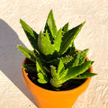 Aloe mitriformis - Sprouts of Bristol