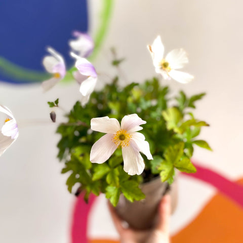 Anemone 'Wild Swan' - Cotswold Grown Perennial - Sprouts of Bristol