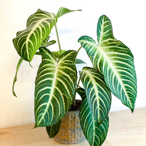 Angel Wing Plant - Xanthosoma lindenii ‘Magnificum’ - Caladium lindenii - Sprouts of Bristol