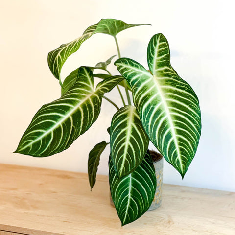 Angel Wing Plant - Xanthosoma lindenii ‘Magnificum’ - Caladium lindenii - Sprouts of Bristol