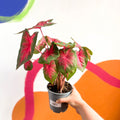 Angel Wings - Caladium 'Postman Joyner' - Sprouts of Bristol
