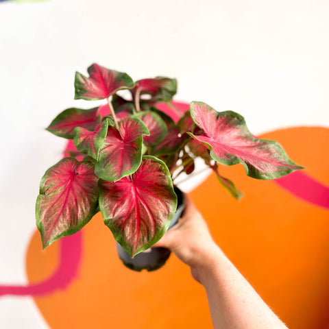 Angel Wings - Caladium 'Red Glamour' - Sprouts of Bristol