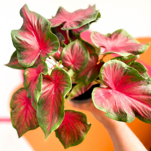 Angel Wings - Caladium 'Red Glamour' - Sprouts of Bristol