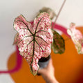 Angel Wings - Caladium 'Splash of Wine' - Sprouts of Bristol