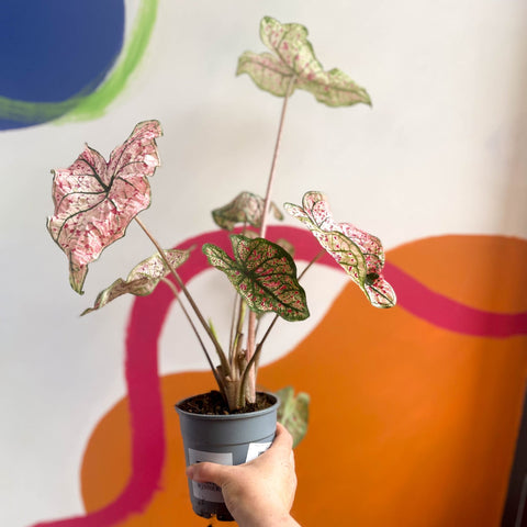 Angel Wings - Caladium 'Splash of Wine' - Sprouts of Bristol