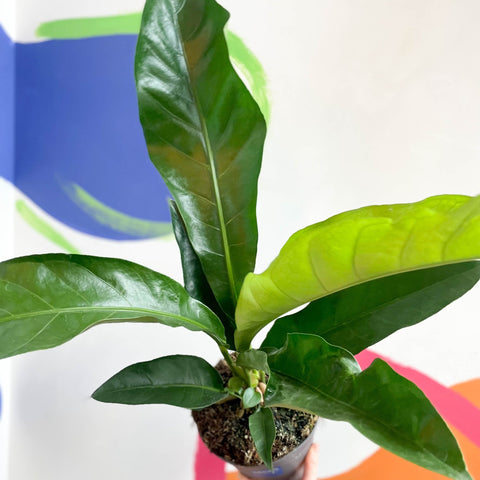 Anthurium elipticum 'Jungle Bush' - Sprouts of Bristol