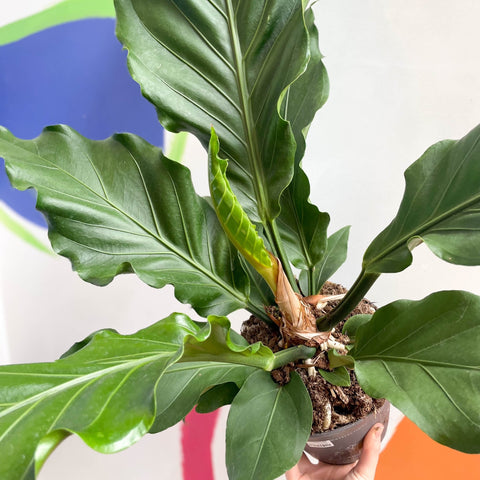 Anthurium plowmanii - Sprouts of Bristol