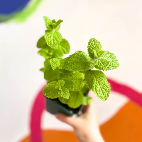 Apple Mint - Mentha suaveolens - Cotswolds Grown Culinary Herbs - Sprouts of Bristol