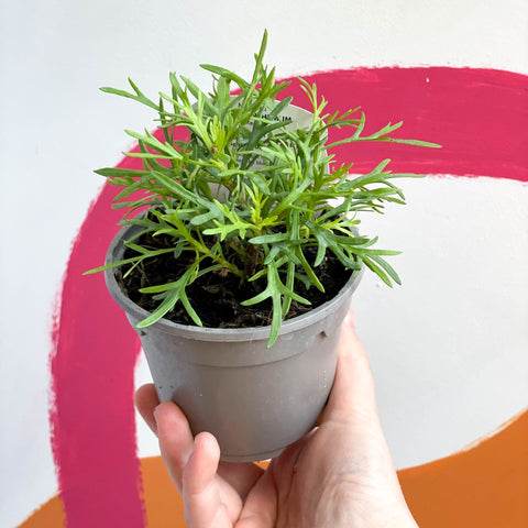Argyranthemum 'Madeira Red' - UK Grown - Sprouts of Bristol