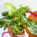 Arrowhead Vine - Syngonium nephphytis - Sprouts of Bristol