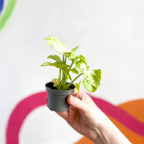 Arrowhead Vine - Syngonium podophyllum 'Berry' - Sprouts of Bristol