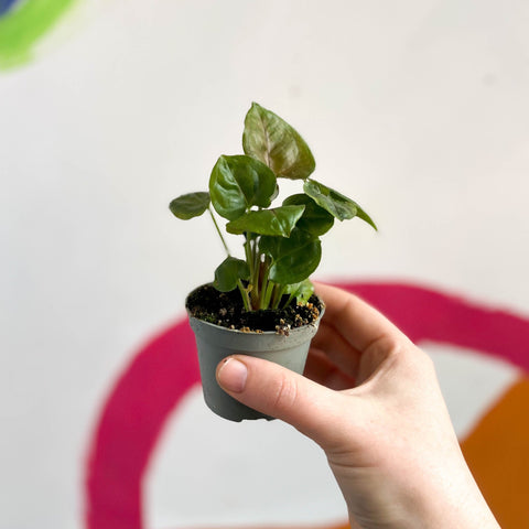 Arrowhead Vine - Syngonium podophyllum 'Maria' - Sprouts of Bristol