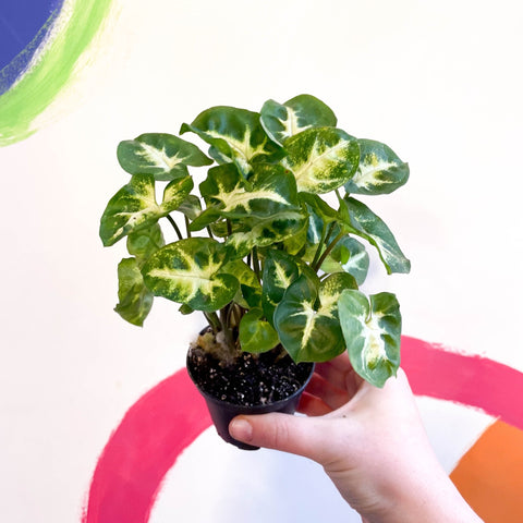 Arrowhead Vine - Syngonium podophyllum 'Pixie' - Sprouts of Bristol